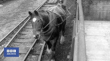 1962: The Last Railway Horses | Tonight | World of Work | BBC Archive