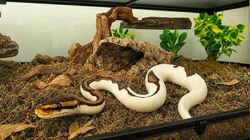 YOUR FIRST BALL PYTHON ENCLOSURE BUILD FROM START TO FINISH