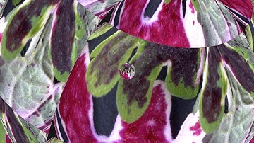 Floèmee - Irid betide (Official video)