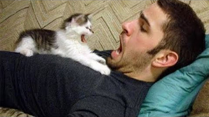 When Your Best Friend is the Silliest Cat 😂 Funny Cat and Human