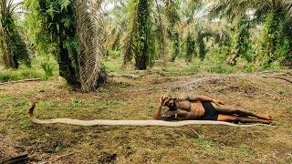 Catching The Worlds Largest King Cobra In Indonesia