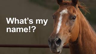 A Horse With No Name is not what you thought