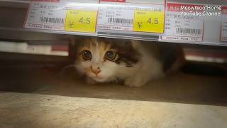 Ham Sausages Repeatedly Stolen at Convenience Store, Culprit Turns Out to Be a Trembling Kitten