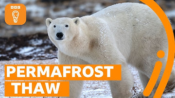 What happens when the permafrost thaws? | BBC Ideas
