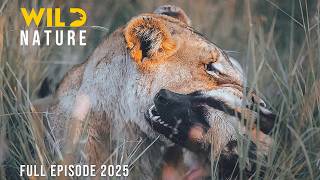 WILD DOGS VS LIONS | Clash of Predators on the Savannah | Animal documentary