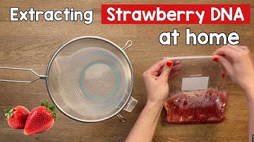 Extracting DNA from fruit