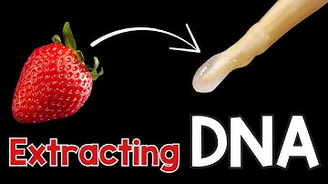 Extracting DNA from fruit