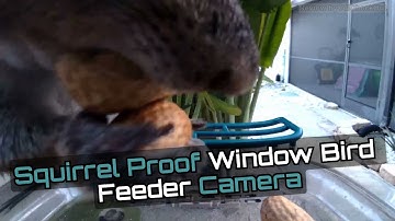 Vakiav Smart Bird Feeder VK-G2 🌿 4K Camera — Full Setup & Live Demo