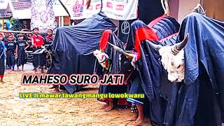 MAHESO SURO JATI JUNIOR ft SENIOR KALAPAN BERSAMA DI JL MAWAR TAWANGMANGU LOWOKWARU.