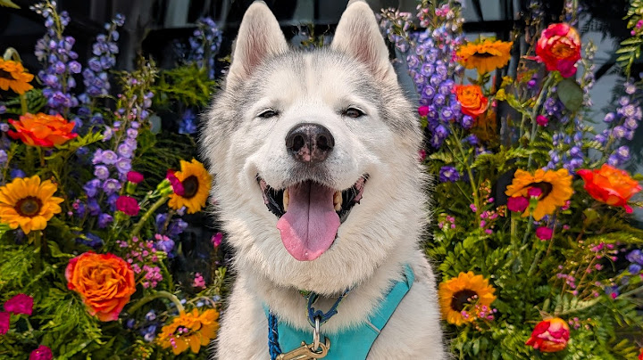 Surprising My Dog With a Trip to the Flower Festival!  One at a Time!