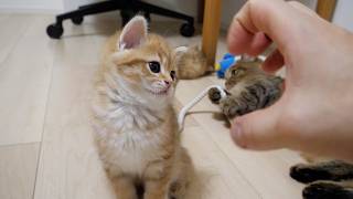 Rio the kitten vs. the owner's hand Who will win!