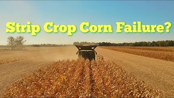 Hasil Panen Jagung Strip Crop