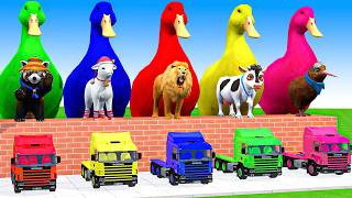 5 Giant Duck Cartoon,Cow,Lion,T-Rex,Husky,Bear,Monkey Paint Wild Animals Crossing Fountain Animation