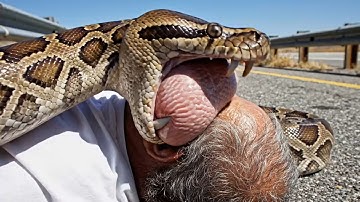 Giant Python Rescue: Team Saves Man Trapped by Massive Snake on Highway