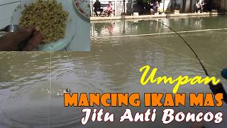 Racikan Jitu Umpan Mancing Ikan Mas Pengumpul Ikan Anti Boncos