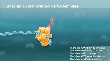 How to Synthesize mRNA for Therapeutics and Vaccines