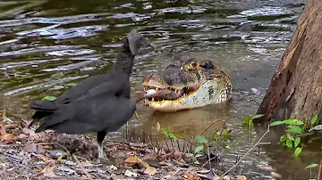 Peru's Wetlands: a Unique Refuge for Wildlife