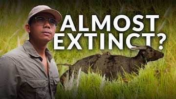 Finding the Critically Endangered Tamaraw of Mindoro Philippines