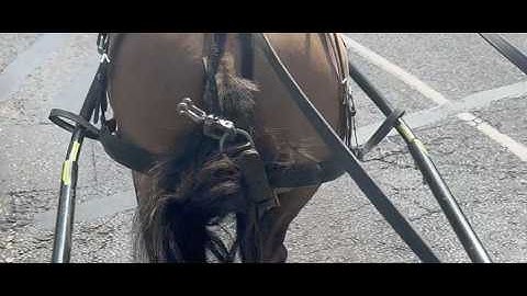Spoor een rotonde in de stad op - met een eenogige pony