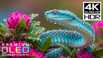 Most Breathtaking 4K HDR 60FPS🌿Dolby Vision (8K/4K Video TV)