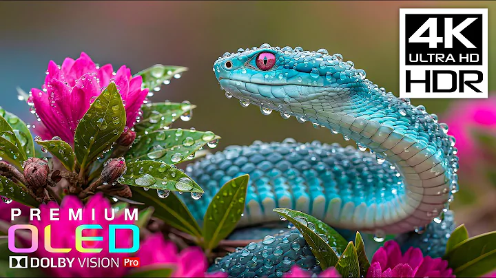 Most Breathtaking 4K HDR 60FPS🌿Dolby Vision (8K/4K Video TV)