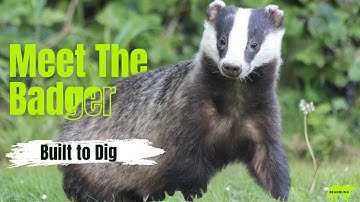 Badgers Explained: Tough, Clever, and Full of Surprises