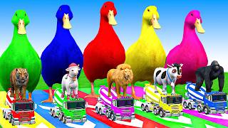 5 Giant Duck Cartoon, Cow, Mammoth, Elephant, Lion, Paint Wild Animals Crossing Fountain Animation