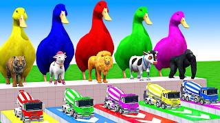 5 Giant Duck Cartoon, Cow, Mammoth, Elephant, Lion, Paint Wild Animals Crossing Fountain Animation