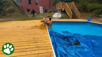 Brave Man Jumps Into Pool To Save Panicked Deer