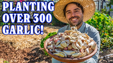 My Favorite Way Of Planting Garlic For MAX Yields!