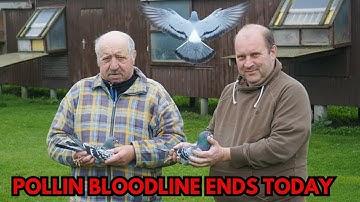 Marc & Geert Pollin : The End of a Dynasty in Pigeon Racing