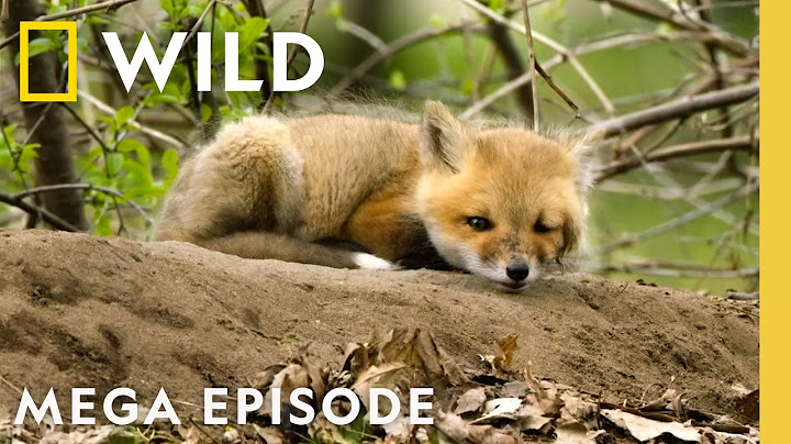 America the Beautiful: Landscape of Spectacle | MEGA EPISODE | Nat Geo Animals