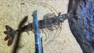 Diving under the sea to catch eels, crabs and sea cucumbers | Part 80-4
