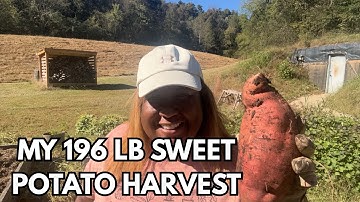 196 LB. SWEET POTATO HARVEST IN 3 RAISED BEDS