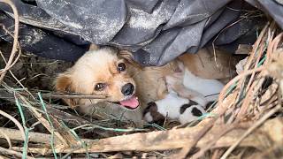 stray dog mother carries her newborn pup to the person who feeds her,seeking help for her other pups