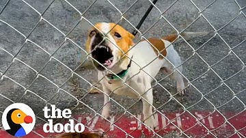 No One Dared Get Close To Aggressive Shelter Dog - Except For This Guy | The Dodo