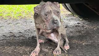 Abandoned and trembling, she knocked on a door—just begging for shelter from the raging hurricane.