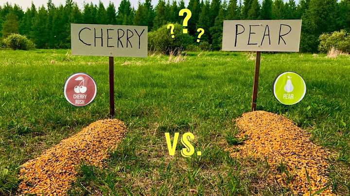 Big Tine Cherry Rush Vs. Big Tine Pear - Which flavor do they prefer? Let's find out! Trail Camera