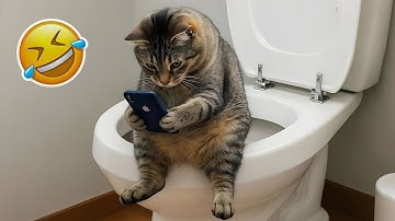 Best Funny Cat Videos 😹 Try Not To Laugh  🤣  Best Kitten Compilation Ever