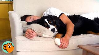 Clingy Bernard Steals Lady’s Husband And Becomes His Shadow | Cuddle Buddies