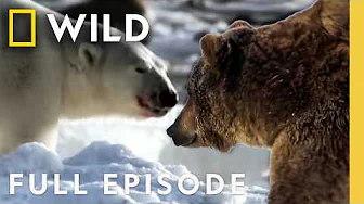 Grizzly vs. Polar Bear (Full Episode) | America the Wild | Nat Geo Animals