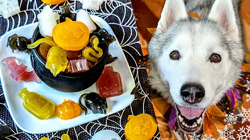 Spooky DIY Gummy Halloween Dog Treats 🎃 DIY Halloween Dog Treats