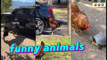 hài giải trí p61:những khoảnh khắc dễ thương của thế giới động vật