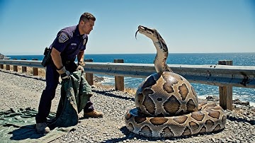 SHOCKING! Woman Finds Man ALIVE Inside a GIANT PYTHON After His Car Broke Down!