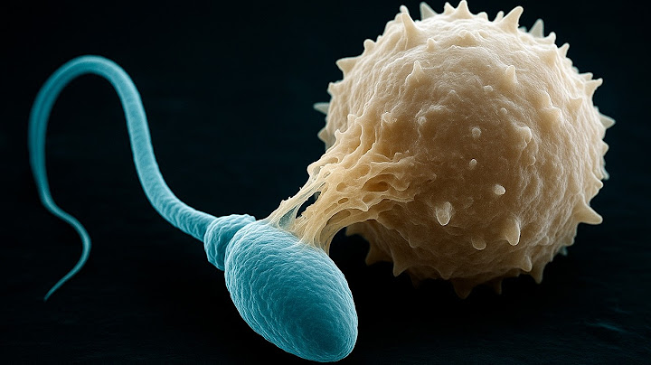 How Female Anatomy Kills Sperm