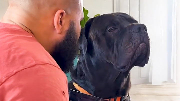 When Your Best Friend is the Silliest DOG 😂 Funny Dog and Human Videos