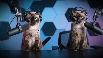 I Asked Cats To Roast Humans… They Didn’t Hold Back