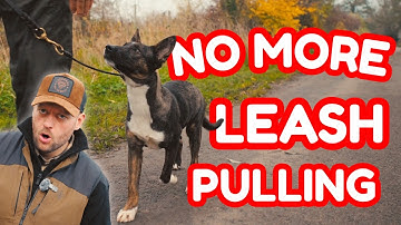 Teach Your Puppy Loose Leash Walking the RIGHT Way