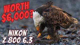 Nikon 800mm BEAST: Worth $6,000? My Honest Review