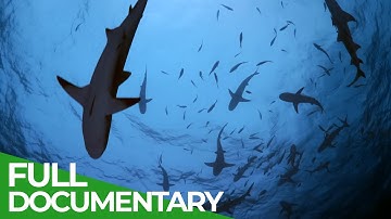 Secrets of The Ocean: Stories from Beneath the Waves | Free Documentary Nature